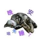 JANG HOME CATs Two（個別スタンプ：15）