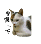 JANG HOME CATs Two（個別スタンプ：16）