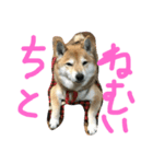 眠い柴犬くー（個別スタンプ：1）