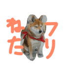 眠い柴犬くー（個別スタンプ：2）