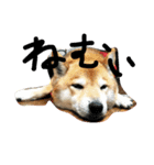 眠い柴犬くー（個別スタンプ：3）