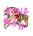 眠い柴犬くー（個別スタンプ：4）