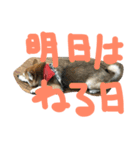眠い柴犬くー（個別スタンプ：5）