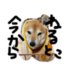 眠い柴犬くー（個別スタンプ：6）