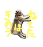眠い柴犬くー（個別スタンプ：7）