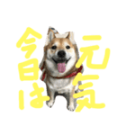 眠い柴犬くー（個別スタンプ：8）
