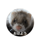 可愛いフェレット達（個別スタンプ：1）