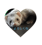可愛いフェレット達（個別スタンプ：2）