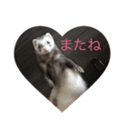 可愛いフェレット達（個別スタンプ：8）