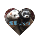 可愛いフェレット達（個別スタンプ：13）