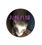 可愛いフェレット達（個別スタンプ：15）