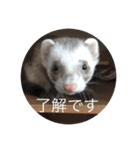 可愛いフェレット達（個別スタンプ：16）