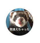 可愛いフェレット達（個別スタンプ：17）
