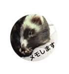 可愛いフェレット達（個別スタンプ：20）