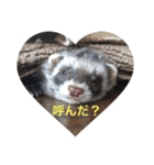 可愛いフェレット達（個別スタンプ：22）