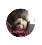 可愛いフェレット達（個別スタンプ：24）