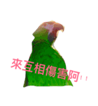 Parrot happy everyday（個別スタンプ：1）