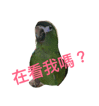 Parrot happy everyday（個別スタンプ：3）