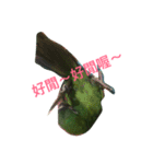 Parrot happy everyday（個別スタンプ：5）