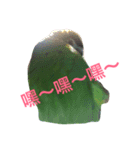 Parrot happy everyday（個別スタンプ：7）