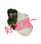 Parrot happy everyday（個別スタンプ：8）