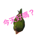 Parrot happy everyday（個別スタンプ：9）