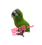 Parrot happy everyday（個別スタンプ：10）