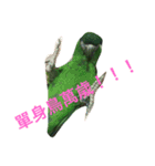 Parrot happy everyday（個別スタンプ：12）