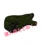 Parrot happy everyday（個別スタンプ：13）