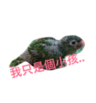 Parrot happy everyday（個別スタンプ：15）