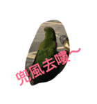 Parrot happy everyday（個別スタンプ：16）