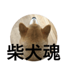 柴犬空（個別スタンプ：10）