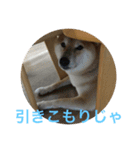 柴犬空（個別スタンプ：13）