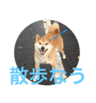 柴犬空（個別スタンプ：16）