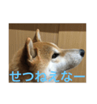 柴犬空（個別スタンプ：21）