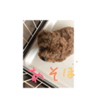 トイプードル くっきー（個別スタンプ：3）
