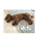 トイプードル くっきー（個別スタンプ：4）