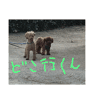 トイプードル くっきー（個別スタンプ：12）