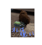トイプードル くっきー（個別スタンプ：13）