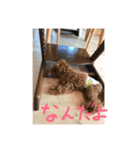 トイプードル くっきー（個別スタンプ：19）