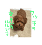 トイプードル くっきー（個別スタンプ：21）