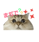 pop.n（個別スタンプ：1）
