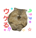pop.n（個別スタンプ：4）