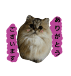 pop.n（個別スタンプ：9）