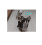 我が家の愛犬の日常言葉♪（個別スタンプ：1）