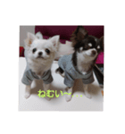 我が家の愛犬の日常言葉♪（個別スタンプ：2）