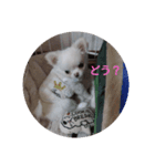 我が家の愛犬の日常言葉♪（個別スタンプ：3）