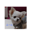 我が家の愛犬の日常言葉♪（個別スタンプ：4）