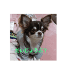 我が家の愛犬の日常言葉♪（個別スタンプ：5）