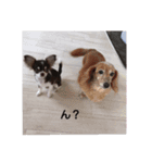 我が家の愛犬の日常言葉♪（個別スタンプ：6）